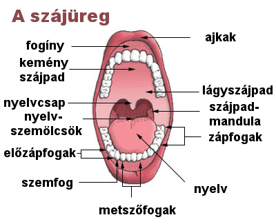 Az állkapocsízületi gyulladás (TMJ) tünetei és kezelése, Ízületi fájdalom a száj megnyitásakor